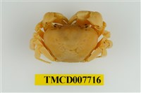 藏品(藍灰澤蟹)的圖片